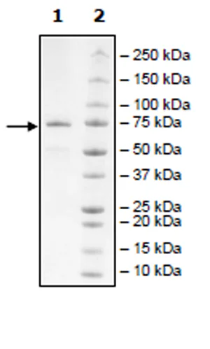 SDS-PAGE - Recombinant Human PRMT5 protein (Biotin) (DDDDK tag N-Terminus + Avi tag N-Terminus) (AB271719)
