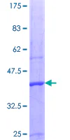 SDS-PAGE - Recombinant Human PRMT5 protein (GST tag N-Terminus) (AB153079)
