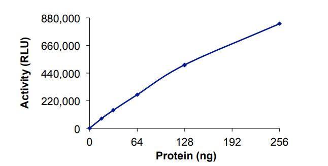 Functional Studies - Recombinant human PRMT6 protein (Active) (AB268890)