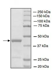 SDS-PAGE - Recombinant human PRMT6 protein (His tag N-Terminus) (AB196434)