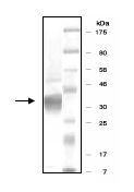 Recombinant human PRMT8 protein