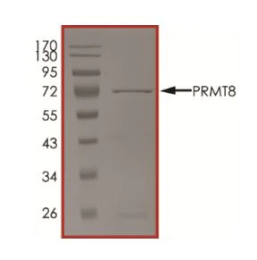SDS-PAGE - Recombinant human PRMT8 protein (Active) (AB268892)