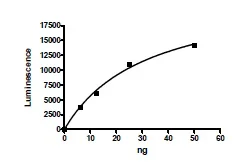 Functional Studies - Recombinant human PRMT8 protein (His-DDDDK tag N-Terminus) (AB196394)