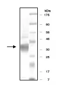 SDS-PAGE - Recombinant human PRMT8 protein (His-DDDDK tag N-Terminus) (AB196394)