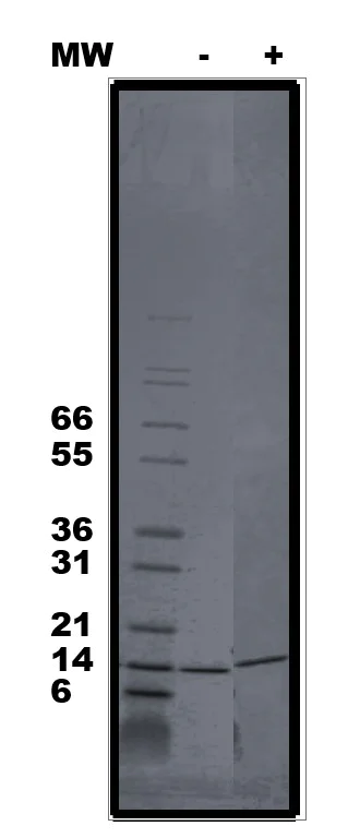 SDS-PAGE - Recombinant Human Procalcitonin protein (AB92843)