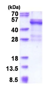 SDS-PAGE - Recombinant Human Procathepsin W protein (denatured) (AB177671)