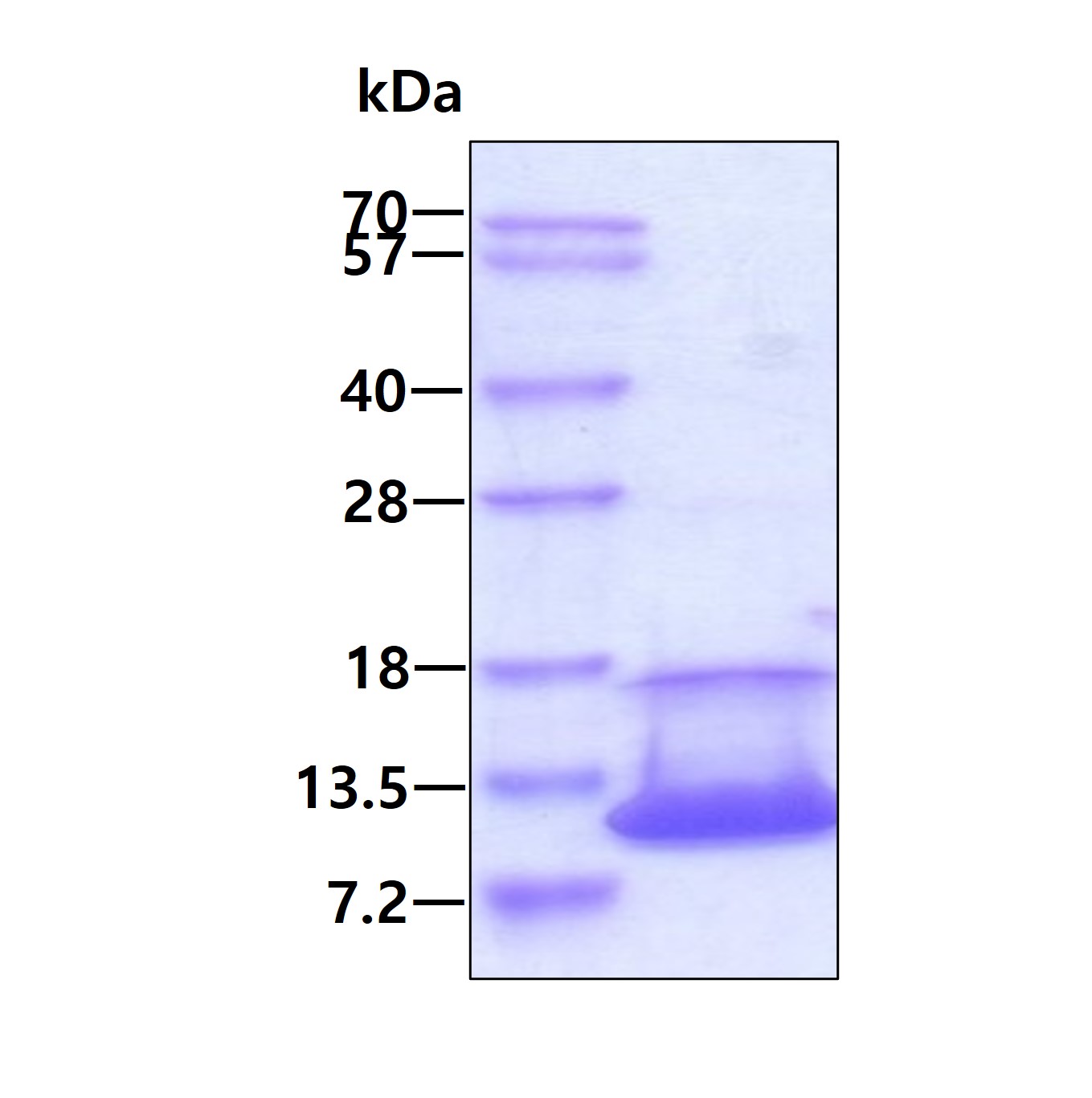 SDS-PAGE - Recombinant Human proCNP protein (AB167863), expandable thumbnail