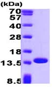 SDS-PAGE - Recombinant Human Profilin 1 protein (Tag Free) (AB87760)