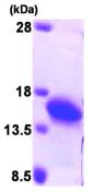 SDS-PAGE - Recombinant Human Profilin 2 protein (AB95291)