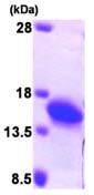 SDS-PAGE - Recombinant Human Profilin 2 protein (AB95291)