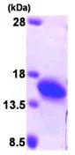SDS-PAGE - Recombinant Human Profilin 2 protein (His tag N-Terminus) (AB95291)