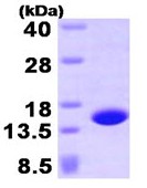 SDS-PAGE - Recombinant Human Profilin 4 protein (AB93932)