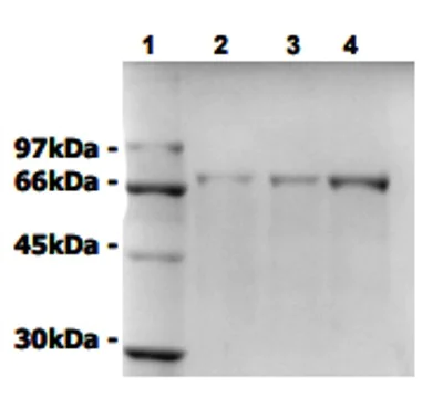 SDS-PAGE - Recombinant Human Progerin protein (AB93918)