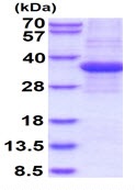 SDS-PAGE - Recombinant Human Prohibitin protein (AB140551)