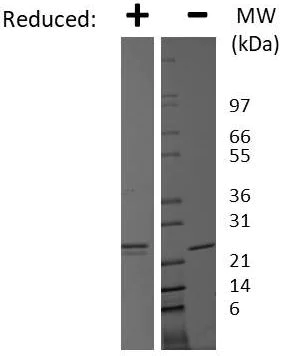 SDS-PAGE - Recombinant human Prolactin/PRL protein (Active) (AB269220)