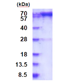 SDS-PAGE - Recombinant Human Prolyl Endopeptidase protein (AB187409)