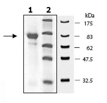 SDS-PAGE - Recombinant human Prolyl Endopeptidase protein (His tag N-Terminus) (AB80376)