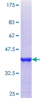 SDS-PAGE - Recombinant Human Properdin/PFC protein (AB114924)