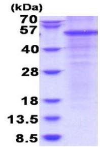 SDS-PAGE - Recombinant Human Properdin/PFC protein (denatured) (His tag N-Terminus) (AB180316)