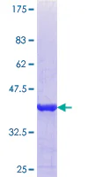 SDS-PAGE - Recombinant Human Properdin/PFC protein (GST tag N-Terminus) (AB114924)
