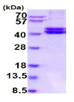 SDS-PAGE - Recombinant Human Prorenin protein (His tag) (AB219434)