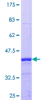 Recombinant Human ProSAAS protein