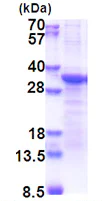 SDS-PAGE - Recombinant Human ProSAAS protein (denatured) (His tag N-Terminus) (AB174456)