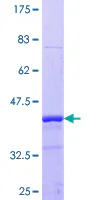 SDS-PAGE - Recombinant Human ProSAAS protein (GST tag N-Terminus) (AB162149)
