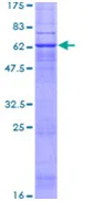 SDS-PAGE - Recombinant Human Prostaglandin E Receptor EP2/PTGER2 protein (GST tag N-Terminus) (AB132957)