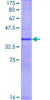 SDS-PAGE - Recombinant Human Prostaglandin E Synthase/MPGES-1 protein (GST tag N-Terminus) (AB160537)
