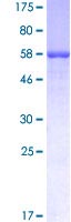 SDS-PAGE - Recombinant Human Prosurfactant Protein B (GST tag N-Terminus) (AB114372)