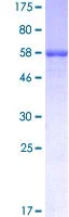 SDS-PAGE - Recombinant Human Prosurfactant Protein B (GST tag N-Terminus) (AB114372)