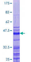 SDS-PAGE - Recombinant Human Protamine 2 protein (AB159227)