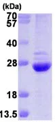 SDS-PAGE - Recombinant Human Proteasome 20S beta 6 protein (AB116187)
