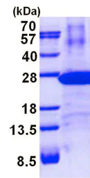 SDS-PAGE - Recombinant Human Proteasome 20S LMP7 protein (denatured) (His tag N-Terminus) (AB137150)