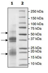 SDS-PAGE - Recombinant human Protein C (AB198147)