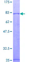 SDS-PAGE - Recombinant Human Protein C (GST tag N-Terminus) (AB159228)