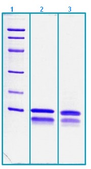 SDS-PAGE - Recombinant Human Protein FAM19A5 (AB203547), expandable thumbnail