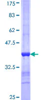 SDS-PAGE - Recombinant Human Protein S (GST tag N-Terminus) (AB159231)
