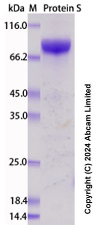 SDS-PAGE - Recombinant Human Protein S Protein Standard (AB322696), expandable thumbnail