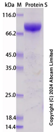 SDS-PAGE - Recombinant Human Protein S Protein Standard (AB322696)