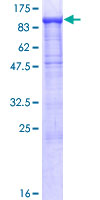 SDS-PAGE - Recombinant Human Protocadherin 21 protein (GST tag N-Terminus) (AB164895)