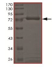 SDS-PAGE - Recombinant Human PRP19 protein - BSA and Azide free (AB172187), expandable thumbnail