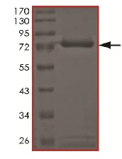 SDS-PAGE - Recombinant Human PRP19 protein - BSA and Azide free (AB172187)
