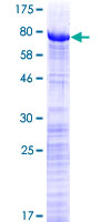 SDS-PAGE - Recombinant Human PRPF31 protein (GST tag N-Terminus) (AB131853)