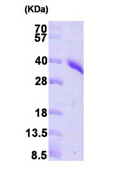 SDS-PAGE - Recombinant Human PRPS1 protein (His tag N-Terminus) (AB92935)