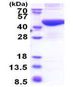 SDS-PAGE - Recombinant Human PRPSAP2 protein (AB174429)