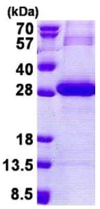 SDS-PAGE - Recombinant Human PRSS3/Mesotrypsin protein (denatured) (His tag N-Terminus) (AB167856)