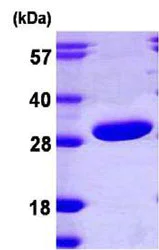 SDS-PAGE - Recombinant Human PRTFDC1 protein (AB108126)