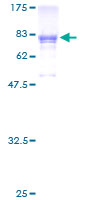 SDS-PAGE - Recombinant Human PRUNE protein (GST tag N-Terminus) (AB153466)